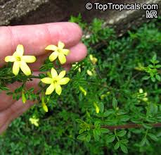 Image result for Jasminum bakeri