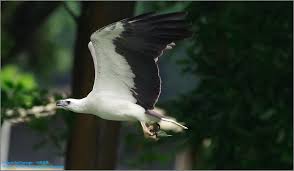 (or, au) india to tasmania. White Bellied Sea Eagle Luis Foo Flickr