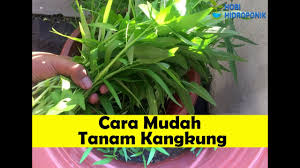 Tunggu sampai kurang lebih 9 hari sebelum ditanam. Cara Tanam Kangkung 25 Hari Boleh Tuai Youtube