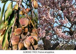 At ftd, we categorize our collection of flower. Plants Flowers Of Greek Myth 1