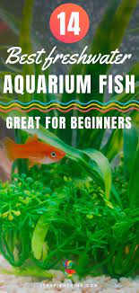 14 Best Freshwater Aquarium Fish Some Great For Beginners Best Aquarium Fish Fish Care Freshwater Aquarium Fish