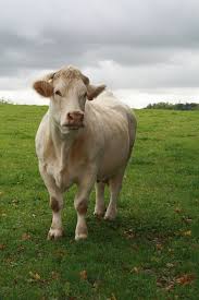 Pin By Christa Bosch On Huis In Frankrijk Cow Calf Barnyard Animals Farm Cow