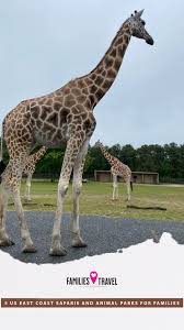 Animal Encounters East Coast In 2020 East Coast Coast Safari