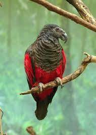 The reproduction ecology of palm cockatoos, pesquet's parrots and eclectus. Pesquet S Parrot Psittrichas Fulgidus Parrot Encyclopedia