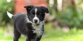 Pictures of border collie puppies. Neutering Your Male Dog What Every Owner Needs To Know Daily Paws