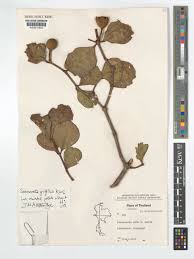 Image result for Lijndenia sp. cf barteri