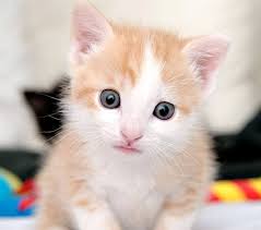 Caes E Gatos Mais Fofos Do Mundo Filhote De Gato Fofo Jpg 728 645 Filhotes De Gatos Gatos Gatinhos E Cachorros