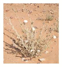 Image result for Kedrostis abdallai