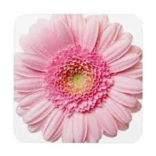 Beautiful pink flower on transparent background png. Pink Gerbera Daisy Coaster Zazzle Com Pink Flower Png Pink Gerbera Gerbera Daisy