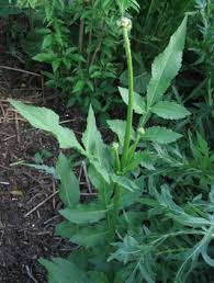 Image result for Cephalaria
