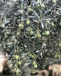 Pin Pa Temecula Things To Do Or Business Places
