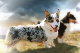 Find a pembroke welsh corgi puppy from reputable breeders near you in north carolina. Corgis Farm Pups