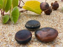 Image result for Macropsychanthus