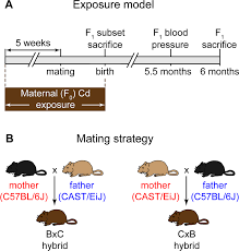 Check spelling or type a new query. Maternal Cadmium Exposure In The Mouse Leads To Increased Heart Weight At Birth And Programs Susceptibility To Hypertension In Adulthood Scientific Reports