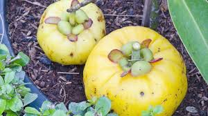 Image result for Garcinia acutifolia