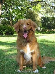 Yarmouth toller, tolling retriever, little red duck dog, little river duck dog,toller, scotty, novie. Nova Scotia Duck Tolling Retriever Als Ersthund Geeignet Tiere Hund Haustiere