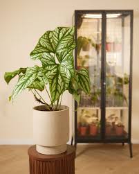 Image result for Cercestis