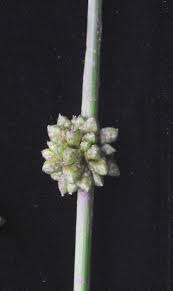 Image result for Schoenoplectiella