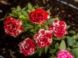 We did not find results for: Kordana Miniature Rose Care And Growing Instructions