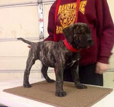 Get a boxer, husky, german shepherd, pug, and more on kijiji, canada's #1 presa canario in dogs & puppies for rehoming in canada. Canarios For Sale Usa Page 2