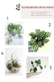 Are you a houseplant enthusiast looking forward to having safe plants for pets? Best Houseplants For Dog Parents That Are Completely Pet Safe Hunter June