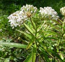 Image result for Asclepias schumanniana