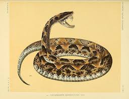 N58 W1150 Snake Meaning Snake Snake Bites