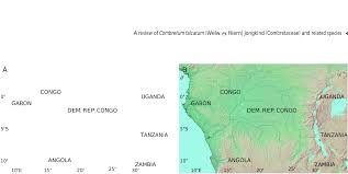 Image result for Combretum falcatum