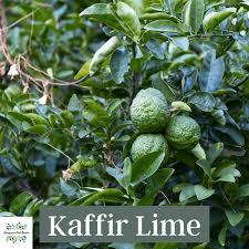 They love the warm air, but water can be an issue that will cause lime tree leaf drop. Growing Kaffir Lime Trees From Seeds Or Cuttings Homegrown Herb Garden