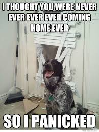 Things Your Pets Do While You Re Away Funny Dog Pictures Funny Animal Pictures Funny Animals