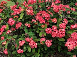 Maybe you would like to learn more about one of these? Beautiful Flowers Picture Of Mounts Botanical Garden West Palm Beach Tripadvisor