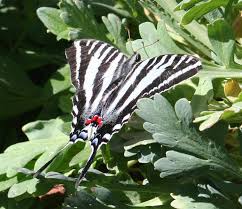Black And White Striped Butterfly With Long Tail Butterfly Garden Nasa S Climate Kids Plant A Butterfly Garden Butterfly Garden Zebra Butterfly Swallowtail Butterfly