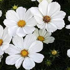 White Cosmos Cosmos Flowers Annual Plants Perennial Plants