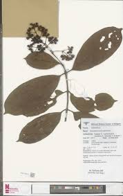 Image result for Gaertnera paniculata