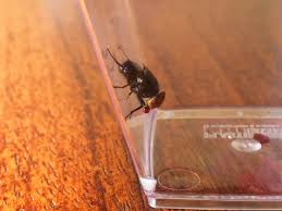 Il est alors localisé seulement en afrique et en amérique. Cette Mouche Fait Des Bulles De Salive Pour Se Rafraichir Video