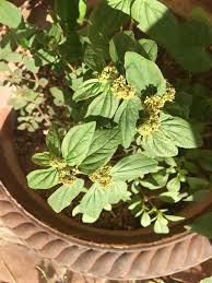 Image result for Euphorbia hirta