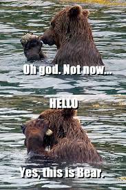 Pin By Sharon Herrera On Lol Zers Funny Animals Funny Bears Animal Captions