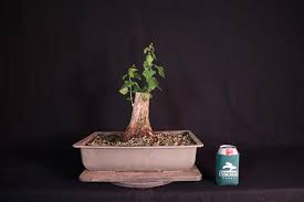 It can be harvested every 2 days for 300 coins and 200 jade. A Stump Of A Tree Underhill Bonsai