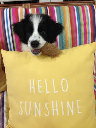 Father is australian shepherd, mother is border. Border Collie Puppies Denver Colorado The Y Guide