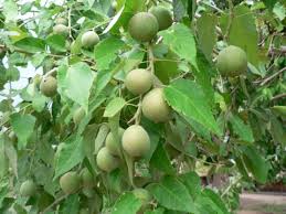 Image result for Croton megalocarpus