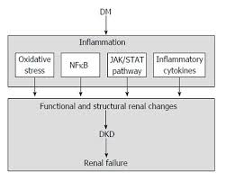 Learn about diabetic kidney disease (dkd), who is at risk, how to keep your kidneys healthy. Inflammation In Diabetic Kidney Disease