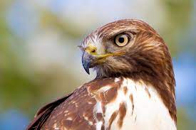 Hawk 'the office' box blind. Hawks Hot Chocolate Portland Audubon