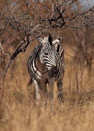 Animated Gif By Jeroen1435 Animal Gifs Animals African Animals