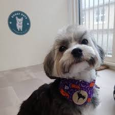 Dog grooming including bath, brush, hair cut,. And They Called It Puppy Love Doggrooming Dogsofinstagram Doggroomer Dog Grooming Dogs Groomer Plush Pet Bed Puppies Dog Groomers