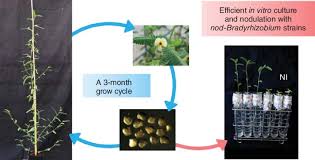 Image result for Aeschynomene glauca