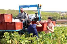 #automne #champagne #champagnemarchebrart #champagnehebrart #pinotnoir #mareuilsuray #vigneronindependant. Vendanges Terres Vignes