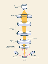 Now put aside an eraser and clean your microscope drawing from guidelines. Sem Vs Tem Technology Networks