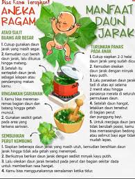 Ia video berkaitan seorang wanita yang hanya nak tunjuk kebolehannya menari atas pokok. Mau Tahu Manfaat Daun Jarak Faktapers Id