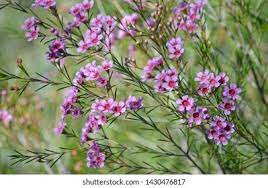 Chamelaucium Uncinatum High Res Stock Images Shutterstock