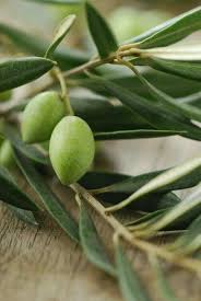 Pin By Beatriz Moliterni On Olive Zeytin Olive Gardens Olive Tree Olive Leaf